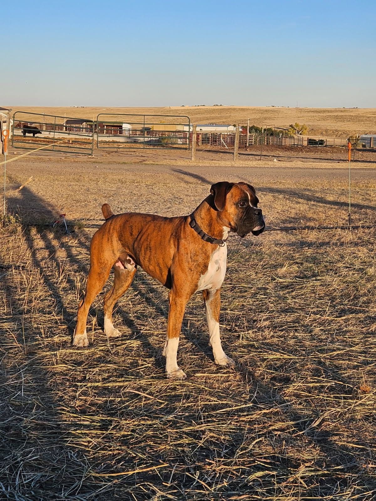 Ruger x Heidi's Babes. "Deliver" breeder image 14