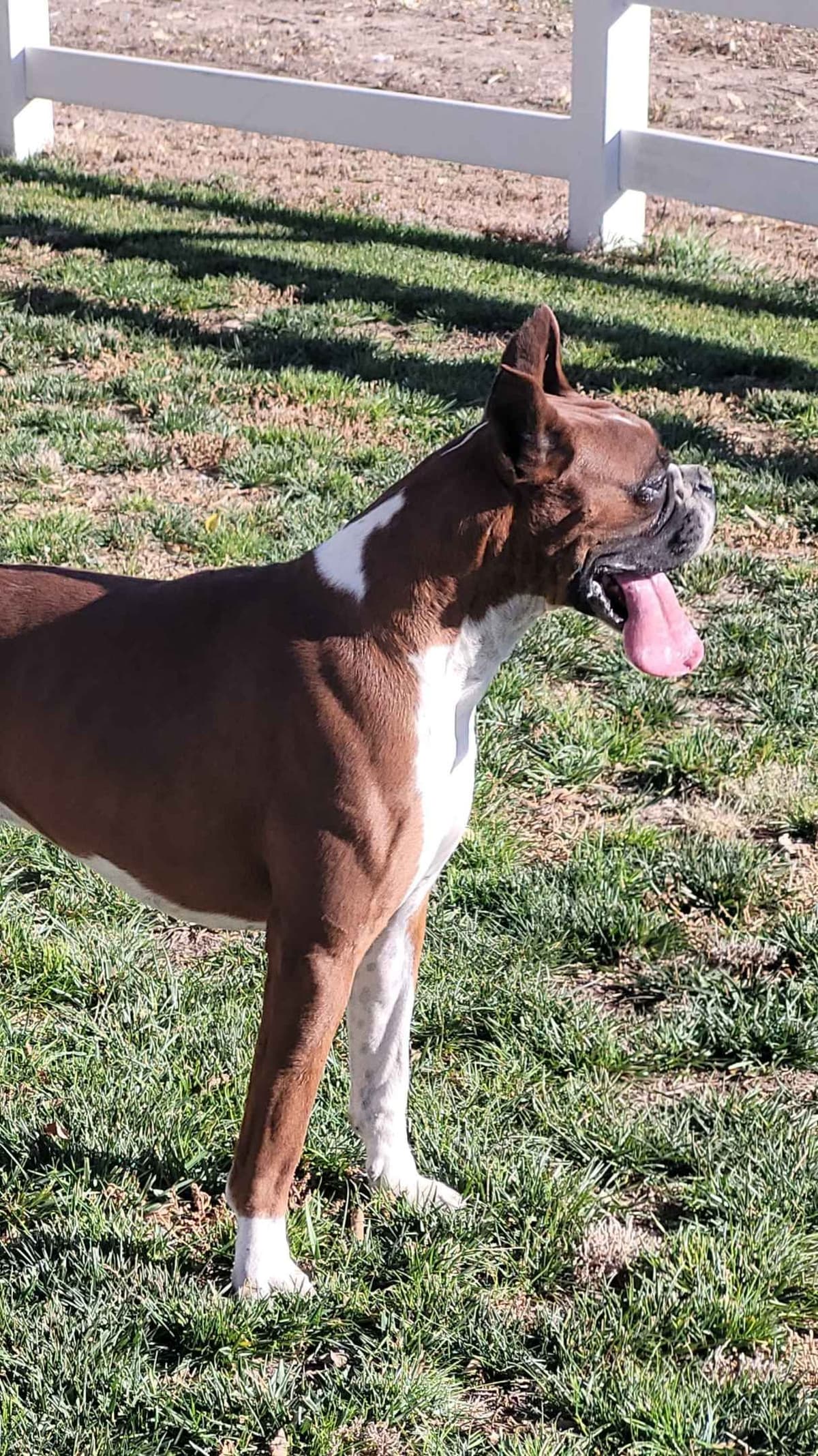 Ruger x Heidi's Babes. "Deliver" breeder image 15