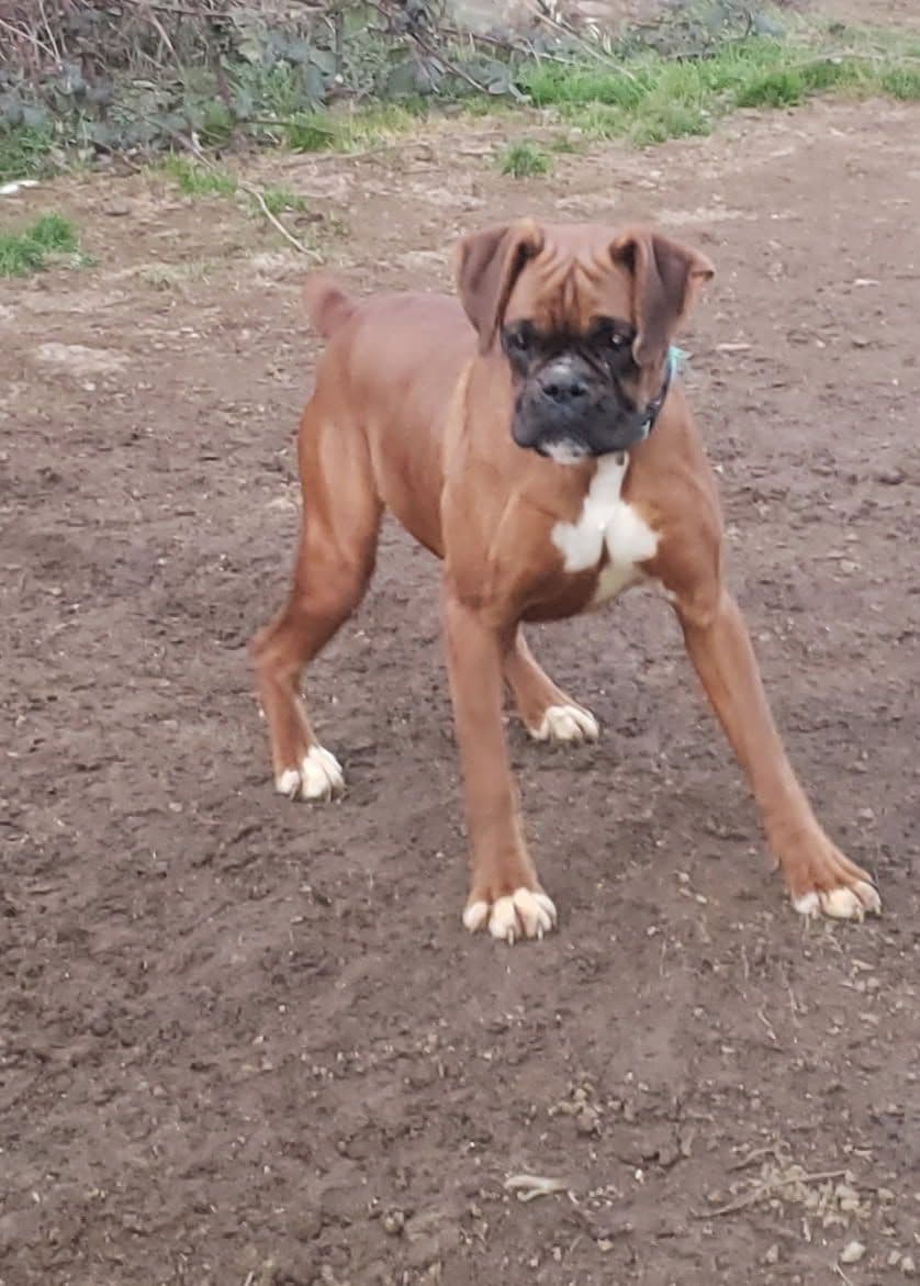 Ruger x Heidi's Babes. "Deliver" breeder image 17