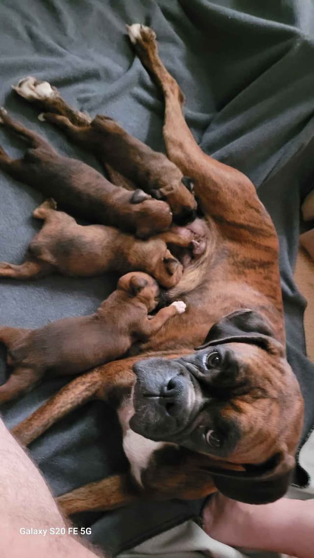 Ruger x Heidi's Babes. "Deliver" media 3