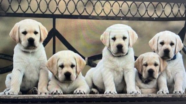 Labrador Retriever Puppies breeder image 1
