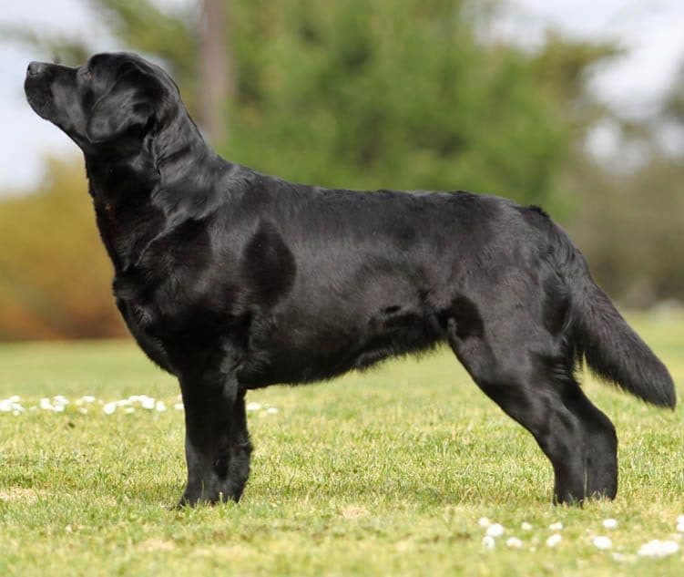 Labrador Retriever Puppies breeder image 2