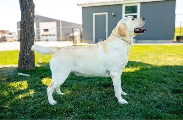Labrador Retriever Puppies breeder image 3