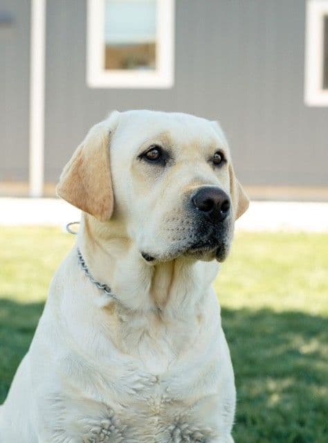 Labrador Retriever Puppies breeder image 4