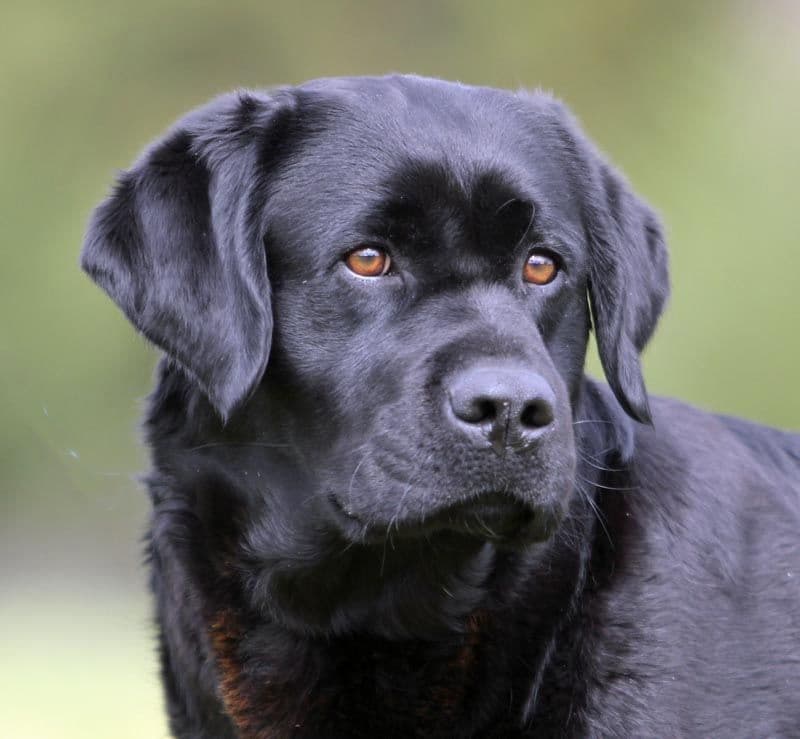 Labrador Retriever Puppies breeder image 6