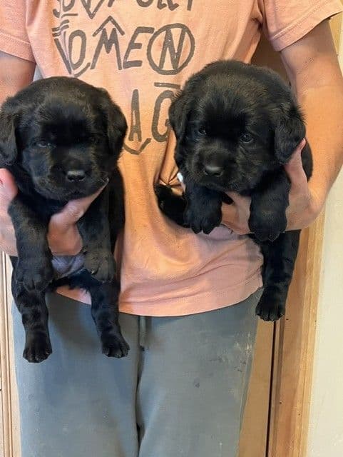Labrador Retriever Puppies media 2
