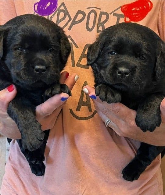 Labrador Retriever Puppies media 3