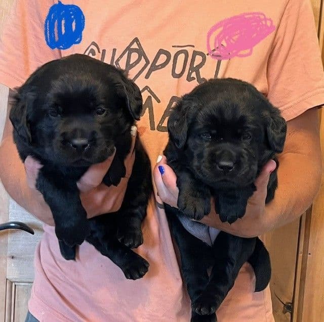 Labrador Retriever Puppies media 6