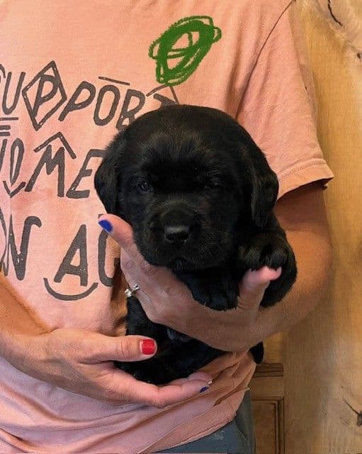Labrador Retriever Puppies media 7