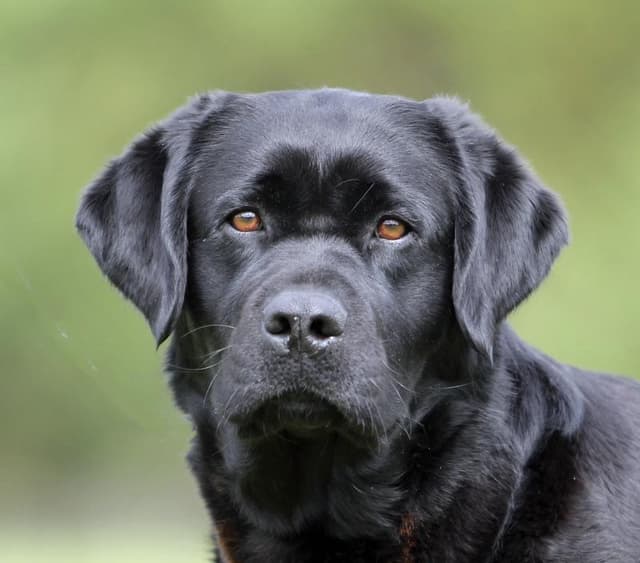 Labrador Retriever Puppies media 8