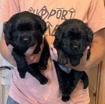 Labrador Retriever Puppies media 10