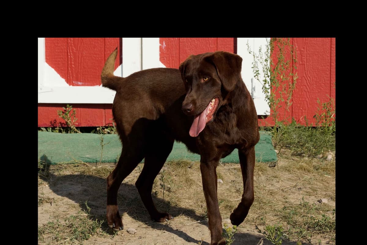 Labrador Retriever Puppies breeder image 1