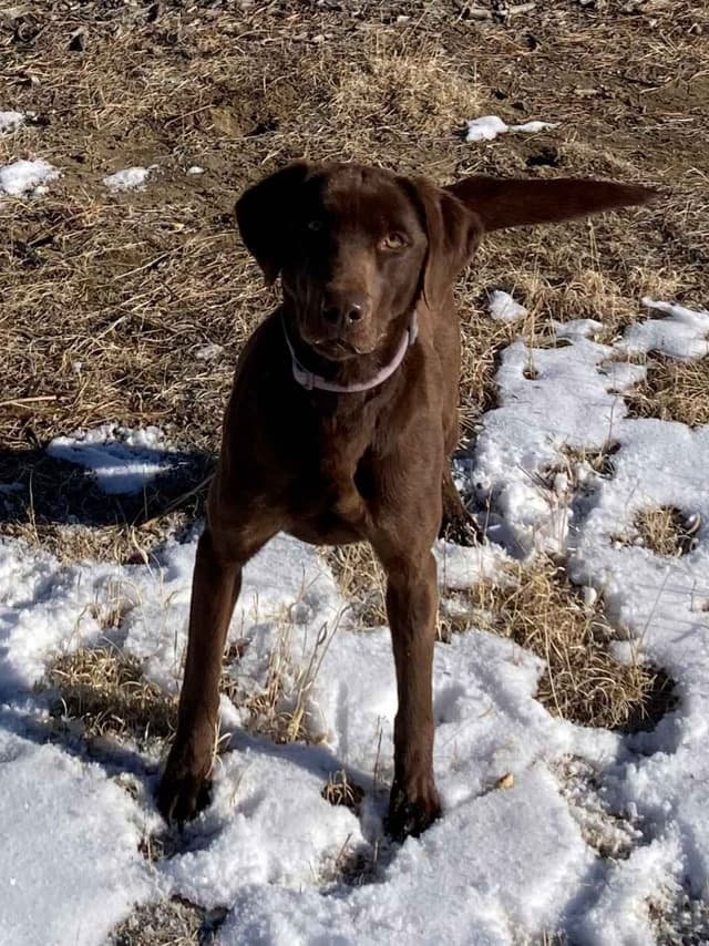 Labrador Retriever Puppies media 2