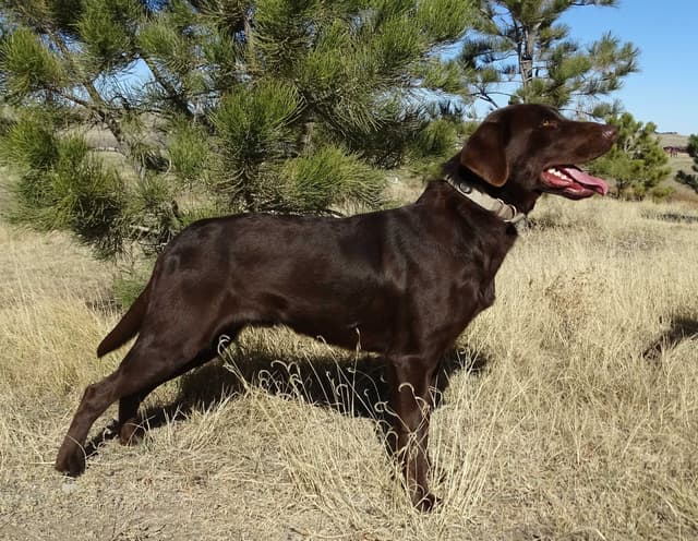 Labrador Retriever Puppies media 3