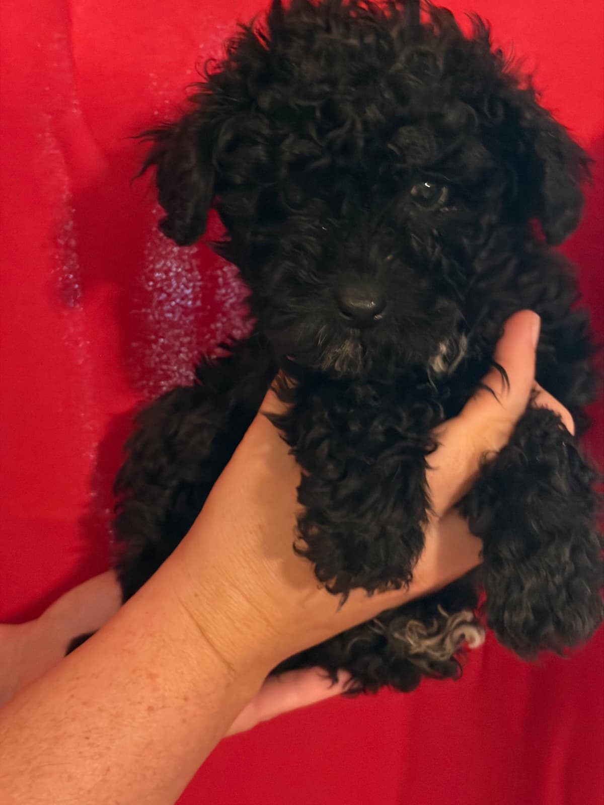 Poodle Puppies breeder image 1