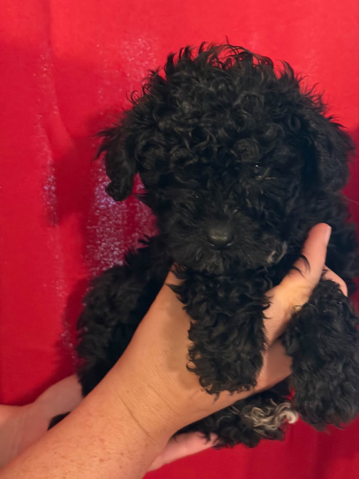 Poodle Puppies breeder image 3