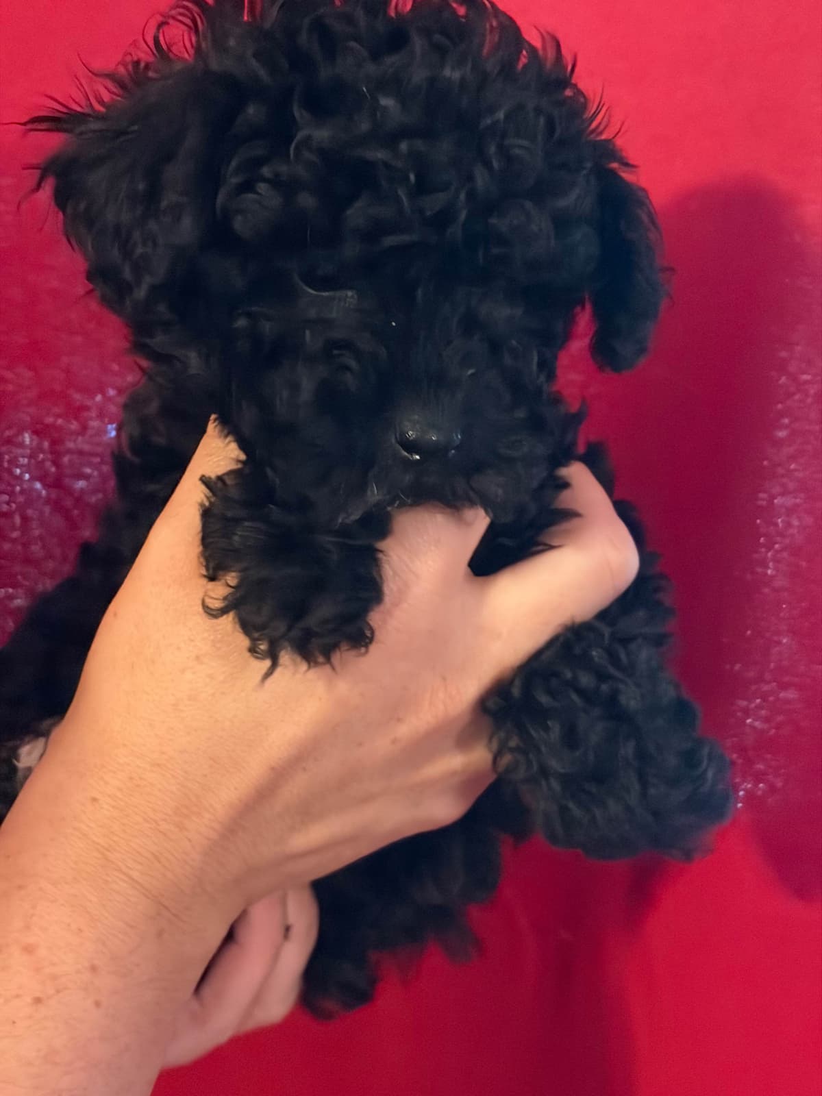 Poodle Puppies breeder image 6