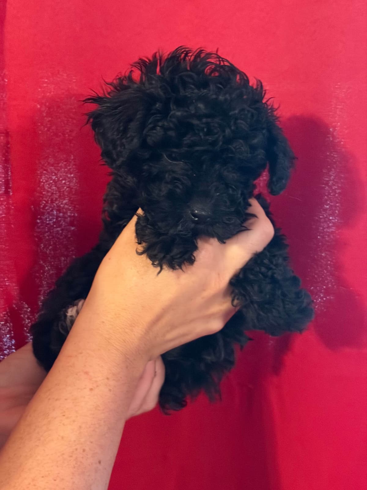 Poodle Puppies breeder image 5
