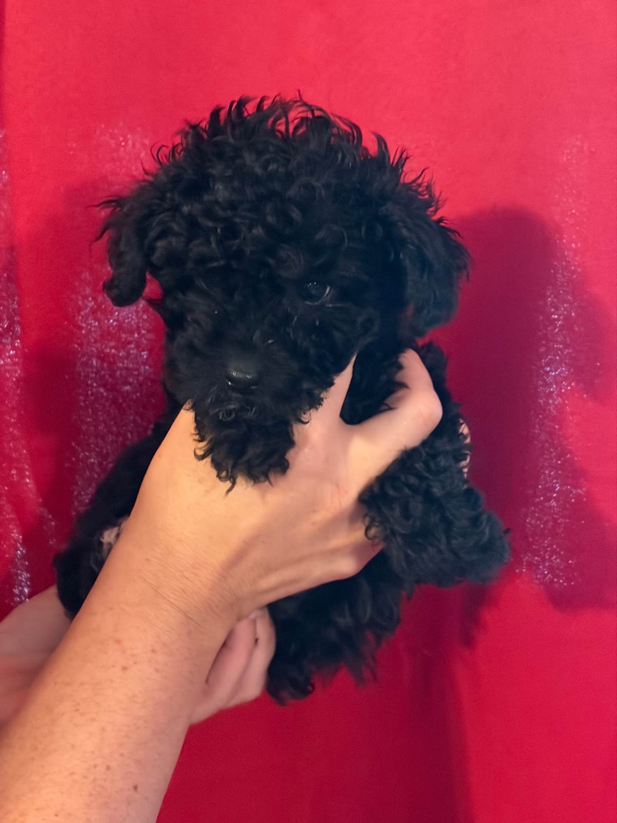 Poodle Puppies breeder image 7