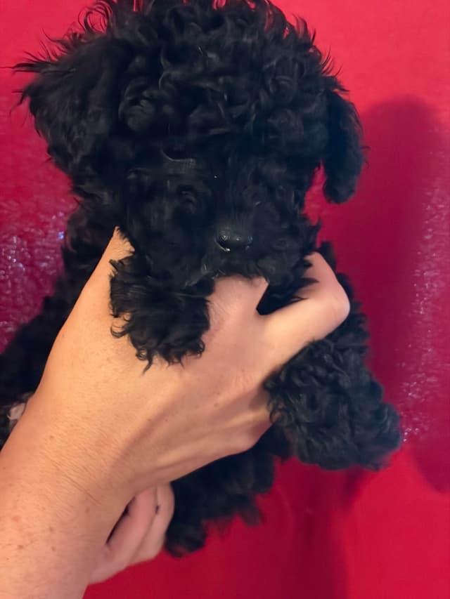Poodle Puppies media 3