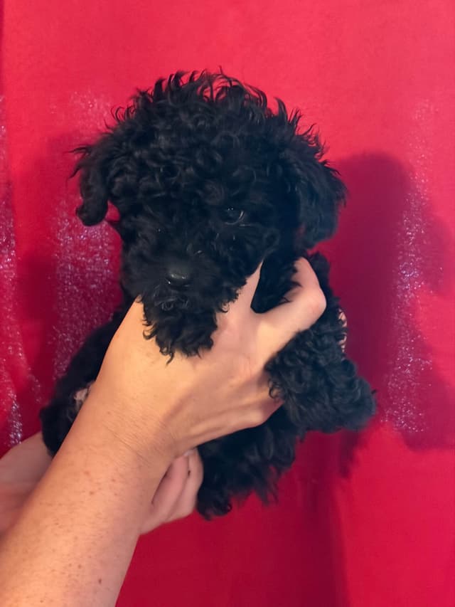 Poodle Puppies media 6
