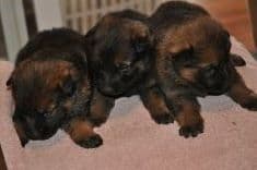German Shepherd Dog Puppies breeder image 1