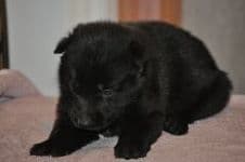 German Shepherd Dog Puppies breeder image 5
