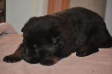German Shepherd Dog Puppies breeder image 4