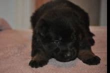 German Shepherd Dog Puppies breeder image 3