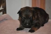 German Shepherd Dog Puppies breeder image 2
