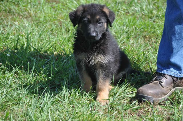 German Shepherd Dog Puppies media 2