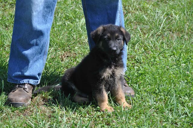 German Shepherd Dog Puppies media 3