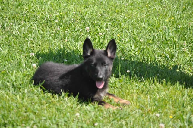 German Shepherd Dog Puppies media 4