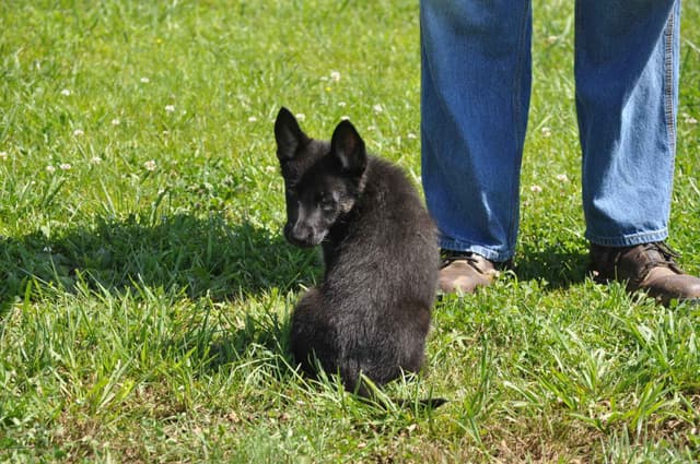 German Shepherd Dog Puppies media 5