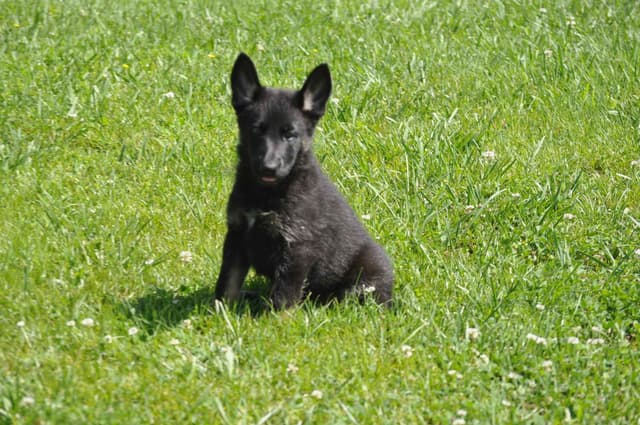 German Shepherd Dog Puppies media 6