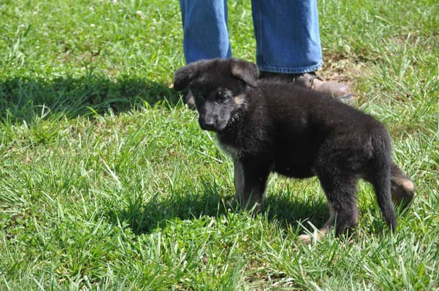 German Shepherd Dog Puppies media 7