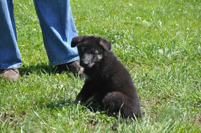 German Shepherd Dog Puppies media 8