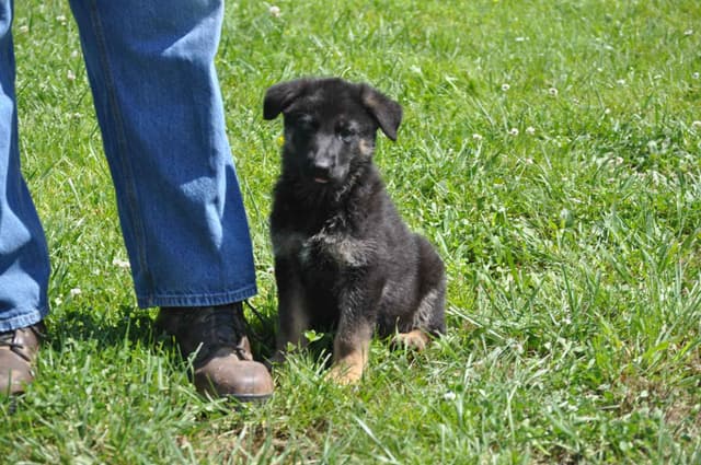 German Shepherd Dog Puppies media 9
