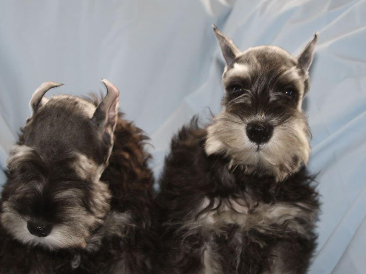 Miniature Schnauzer Puppies BEAUTIFUL BLACK PUPPIES breeder image 3