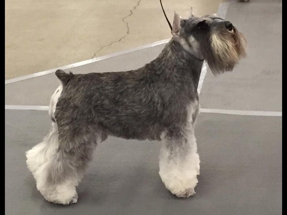 Miniature Schnauzer Puppies BEAUTIFUL BLACK PUPPIES breeder image 1