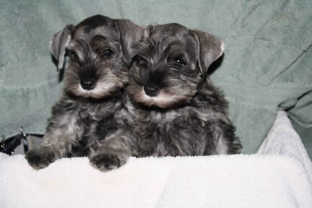 Miniature Schnauzer Puppies media 2