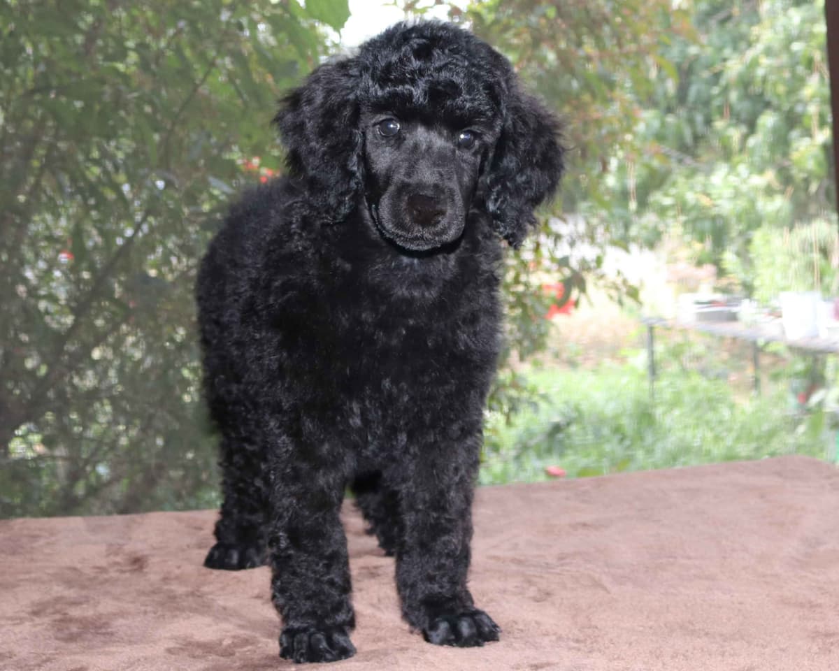 Family Raised Poodle Puppies With 17 Champion Lines DNA Tested Parents breeder image 1