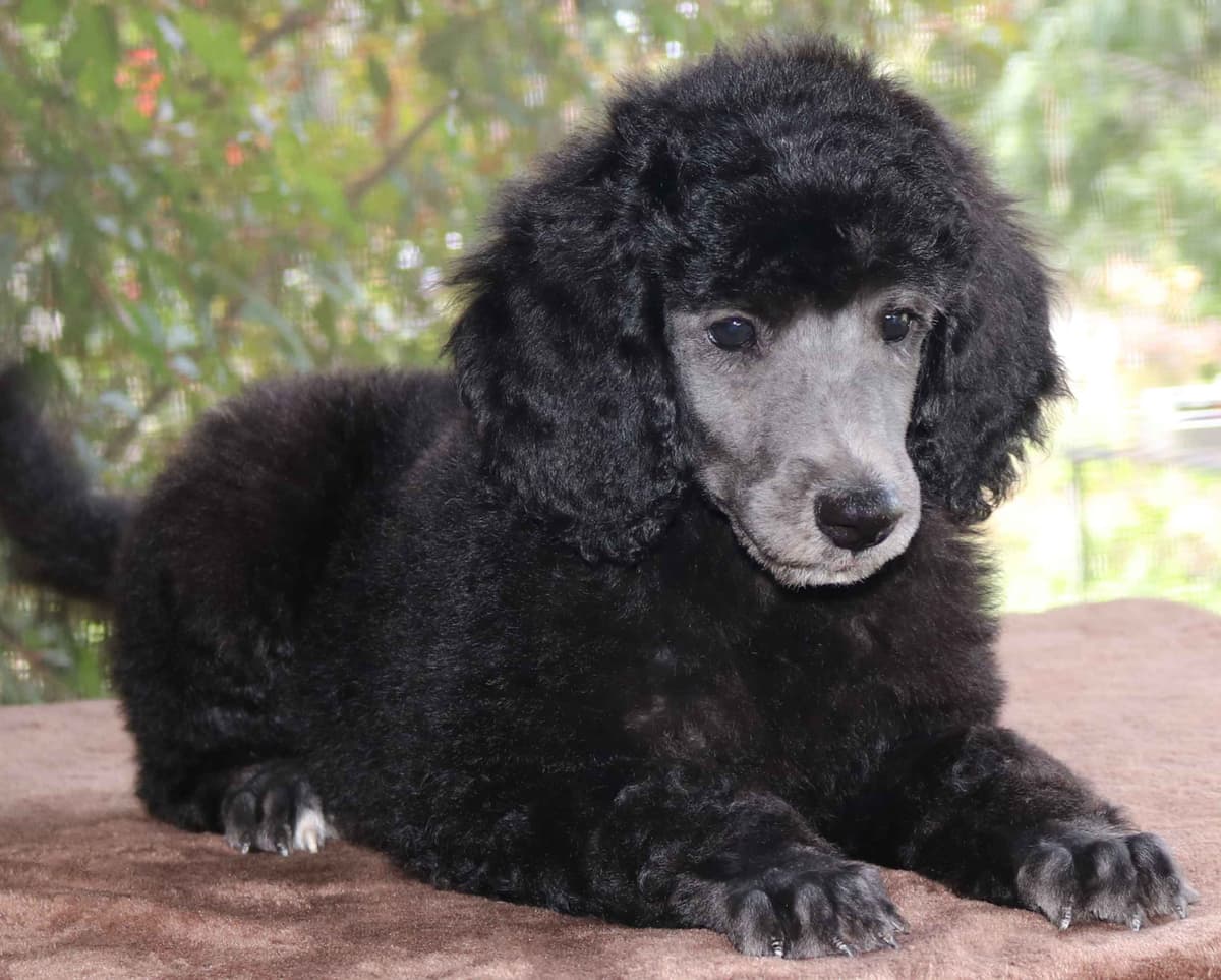 Family Raised Poodle Puppies With 17 Champion Lines DNA Tested Parents breeder image 2
