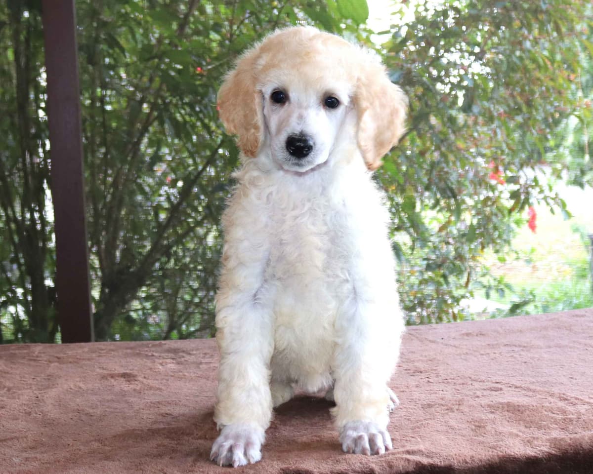 Family Raised Poodle Puppies With 17 Champion Lines DNA Tested Parents breeder image 3