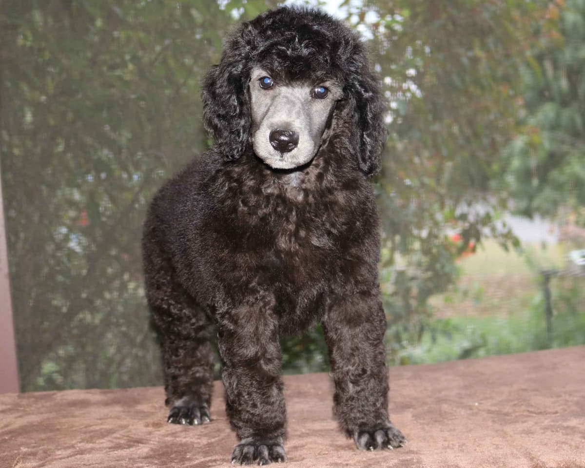 Family Raised Poodle Puppies With 17 Champion Lines DNA Tested Parents breeder image 4