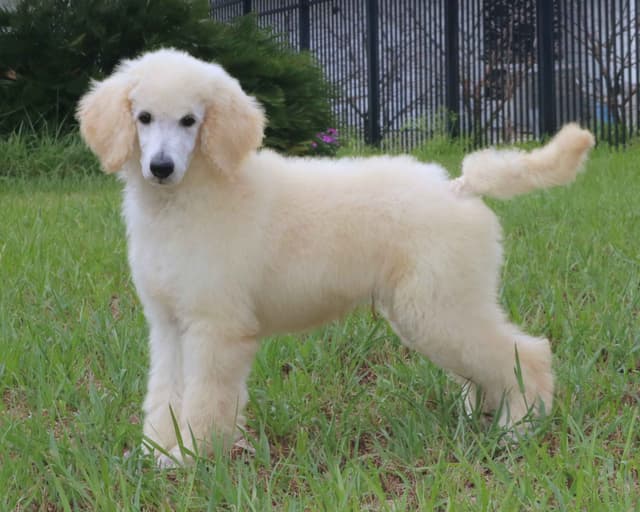 Family Raised Poodle Puppies With 17 Champion Lines DNA Tested Parents media 2