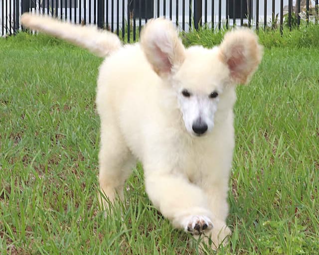 Family Raised Poodle Puppies With 17 Champion Lines DNA Tested Parents media 3