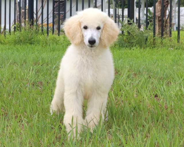 Family Raised Poodle Puppies With 17 Champion Lines DNA Tested Parents media 5
