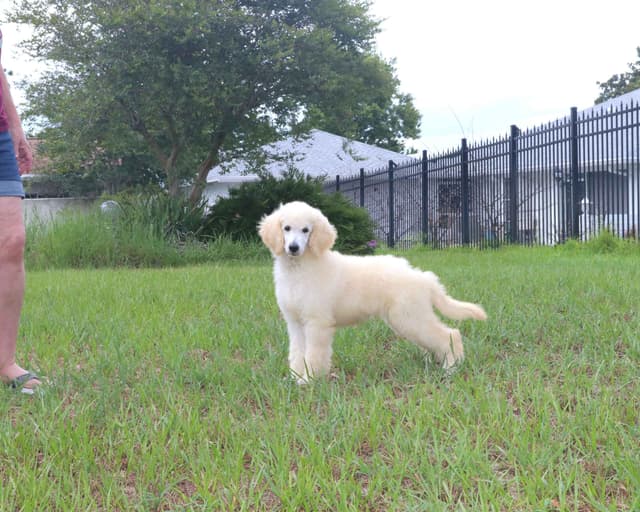 Family Raised Poodle Puppies With 17 Champion Lines DNA Tested Parents media 6