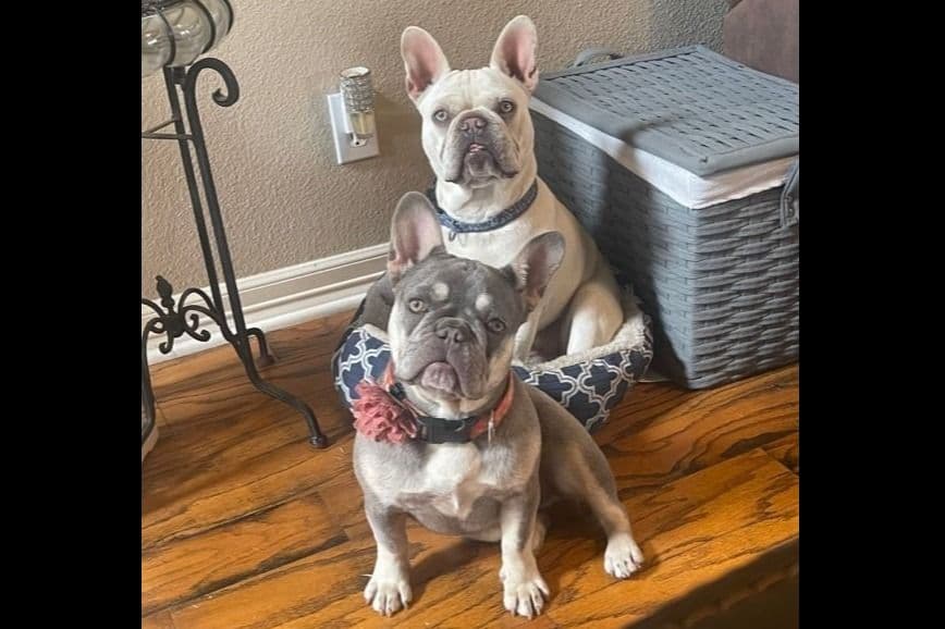 French Bulldog Puppies breeder image 1